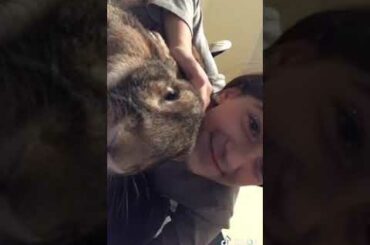 Funny cute rabbit Baraka and Erika