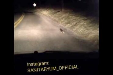 Cute rabbit does not know what it wants to do(أرنب لطيف لا يعرف ما يريد القيام به)