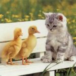 Cute Baby Animals Videos Compilation Cute Moment Of The  Animals #04