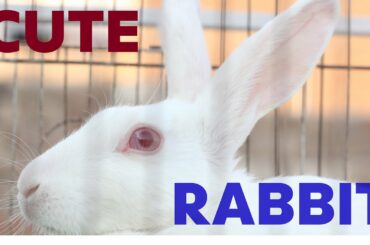 Wild Cat vs Rabbit Cage - Funny Rabbit and Cat Video - Cute Bunny