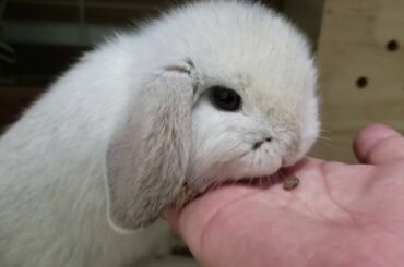 아기토끼의 3번째 아침