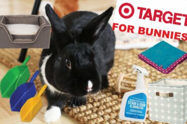Things You Can Buy at TARGET for Rabbits!
