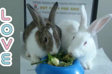 Rabbit eating pepper ASMR   Rabbits Romeo and Juliettt