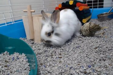 New bunny baby rabbit! Help us name her.