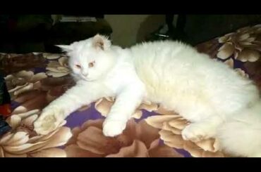 #Cut#Cat#BabyPlaying#                cat bunny | name is billu | playing | very cute cat bunny #