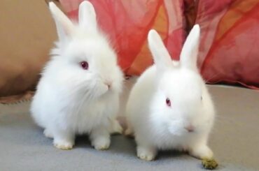 Baby Rabbits eating, Cutest Bunnies Super adorable. 💖🤗🐰