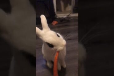 Cute bunny eating a carrot