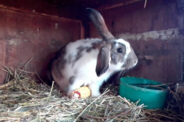 Pe la iepuri🐰🐇🐇