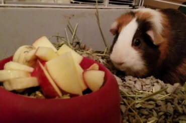 Cute Guinea Pig Eating Fruit!