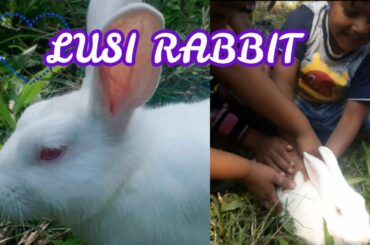 Cute Friendship With Rabbit -Baby and LUSI Bunny Rabbit playing Together,Funny Videos Rabbit Farming