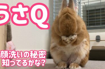 【うさぎ】お顔洗いの秘密知ってる？うさQ#2【かわいい】Cute rabbit wash the face #48