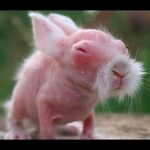 Baby Bunnies   Cuteness Overload