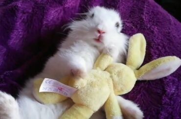 Conejo feliz con su conejito! Cute Bunny 🐰🐇