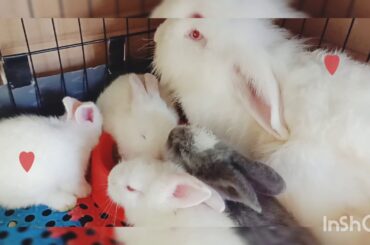 Rabbit eat lunch together (mum & 5 babies)