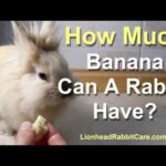 Can Rabbits Eat Bananas? Cute Lionhead Rabbit Eating a Banana