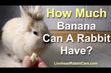 Can Rabbits Eat Bananas? Cute Lionhead Rabbit Eating a Banana