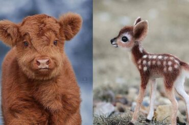 Cute baby animals Videos Compilation cute moment of the animals - Cutest Animals #3