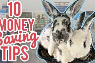 10 Money Saving Tips For Bunny Shopping