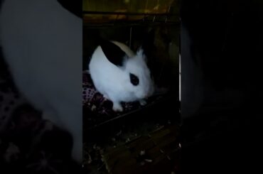 My cute bunny rabbit
