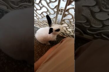 My cute bunny rabbit2