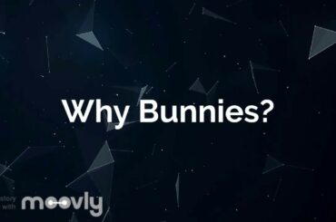 Get adorable little..... Bunnies and why
