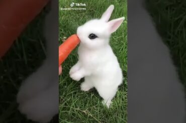 Cute rabbit 😍