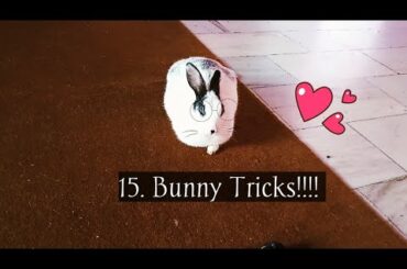 15. Bunny Tricks