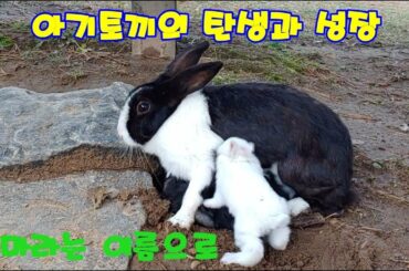 아기 토끼의 탄생과 성장 - 공원 토끼의 아기 기르기( Birth and Growth of Baby Rabbits at Olympic Park)