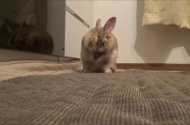 "cute rabbit" The rabbit rolls down like this!