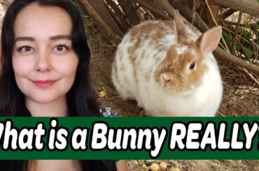Understanding Rabbits | Rodent or Lagomorph