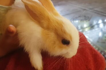 Lovely Baby Rabbits for Kids - Rabbits for children