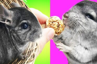 TRY NOT TO LAUGH - Funny Animals Videos 2019. Funny pets - cutest chinchilla. Funny kids video.