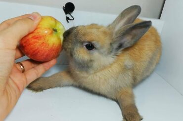 Cute Rabbit Eating Apple ASMR / my Pets ASMR