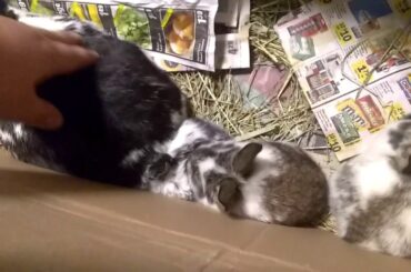 Baby bunny's