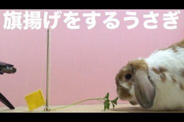 旗揚げをするうさぎ ASMR