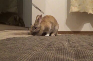 "cute rabbit" The rabbit rolls down like this!