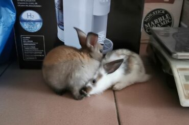 Funny baby rabbit