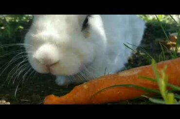 Bunny eating Carrot