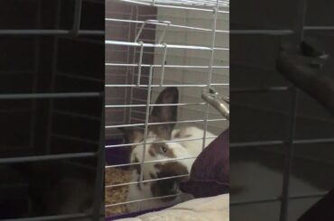 The bad rabbit 🐇
