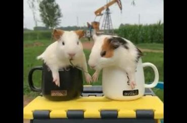 Cute rabbits pet animals