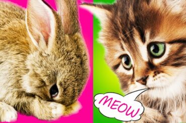 TRY NOT TO LAUGH - Funny Animals Videos 2019 - Funny rabbit and chinchilla