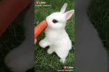 Cute rabbit