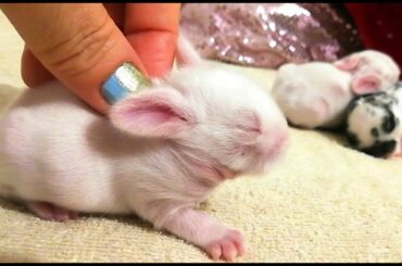 CONEJITOS BEBES,  ACURRUCANDOSE, PARA DORMIR. Día 8. Cutest Baby Bunnies.