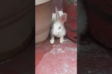Cute Rabbit