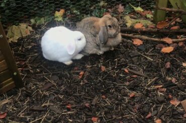 Bunnies being cute 2