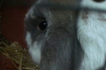 Thumper bunny is so cute