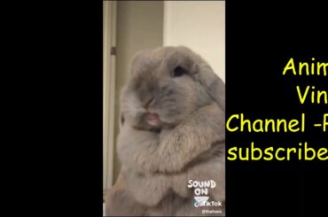 cute bunny screaming tik tok 2019