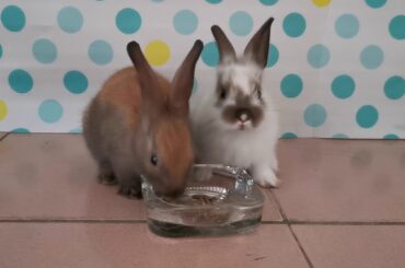 Baby rabbit eating dinner