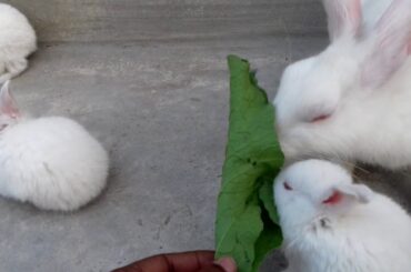 BABY AND MOTHER RABBIT ARE HUNGRY