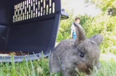 Cute baby rabbits found them in a alley
